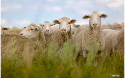 Wikus Bekker: All-in-One Dohne Merino Meester en sy Gevorderde Data Rekordhouding.